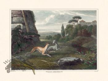 TSR Italian Greyhound